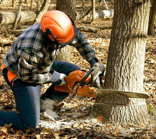 Tree Removal in Piney River, VA